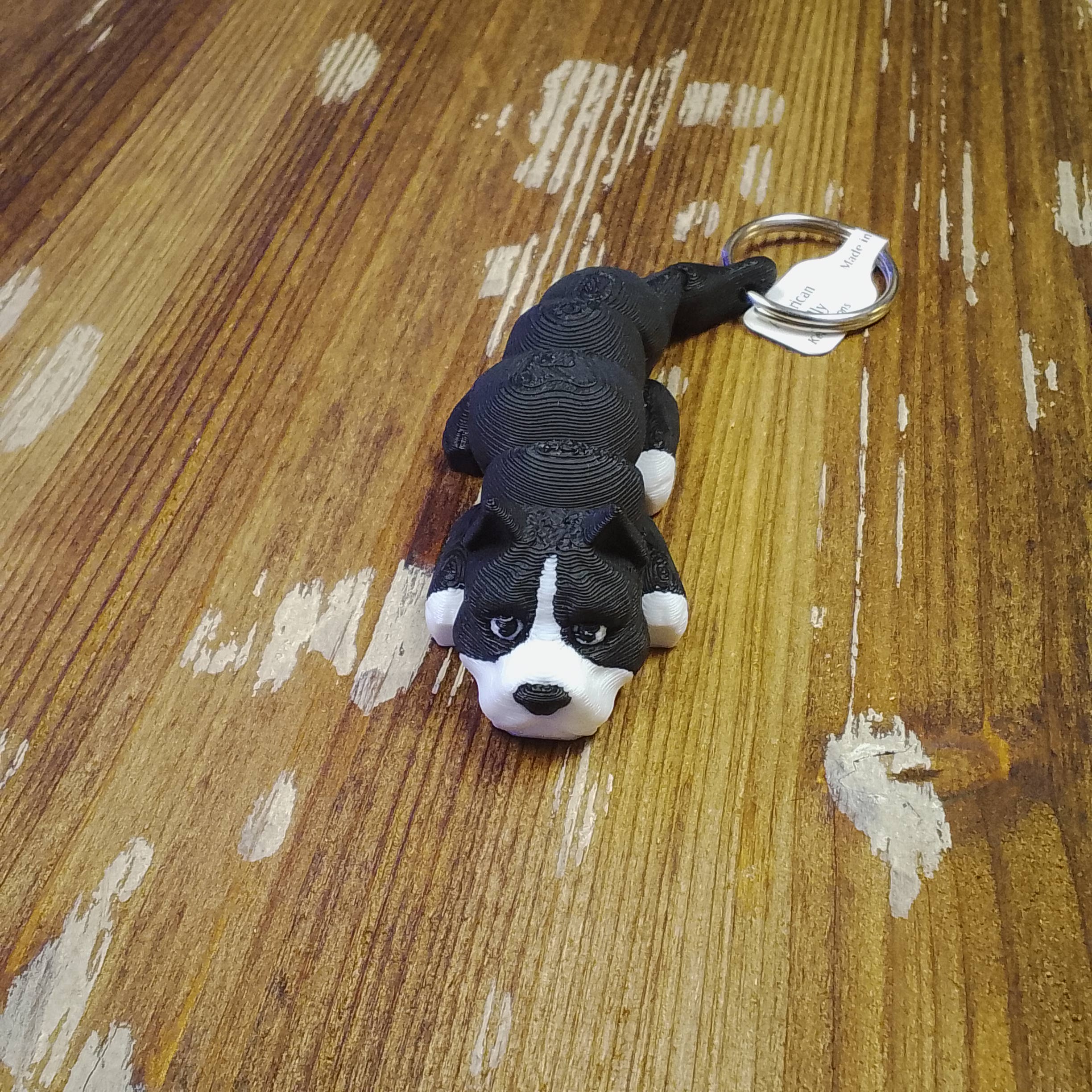 American Bully - Bulldog