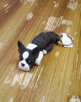 Boston Terrier