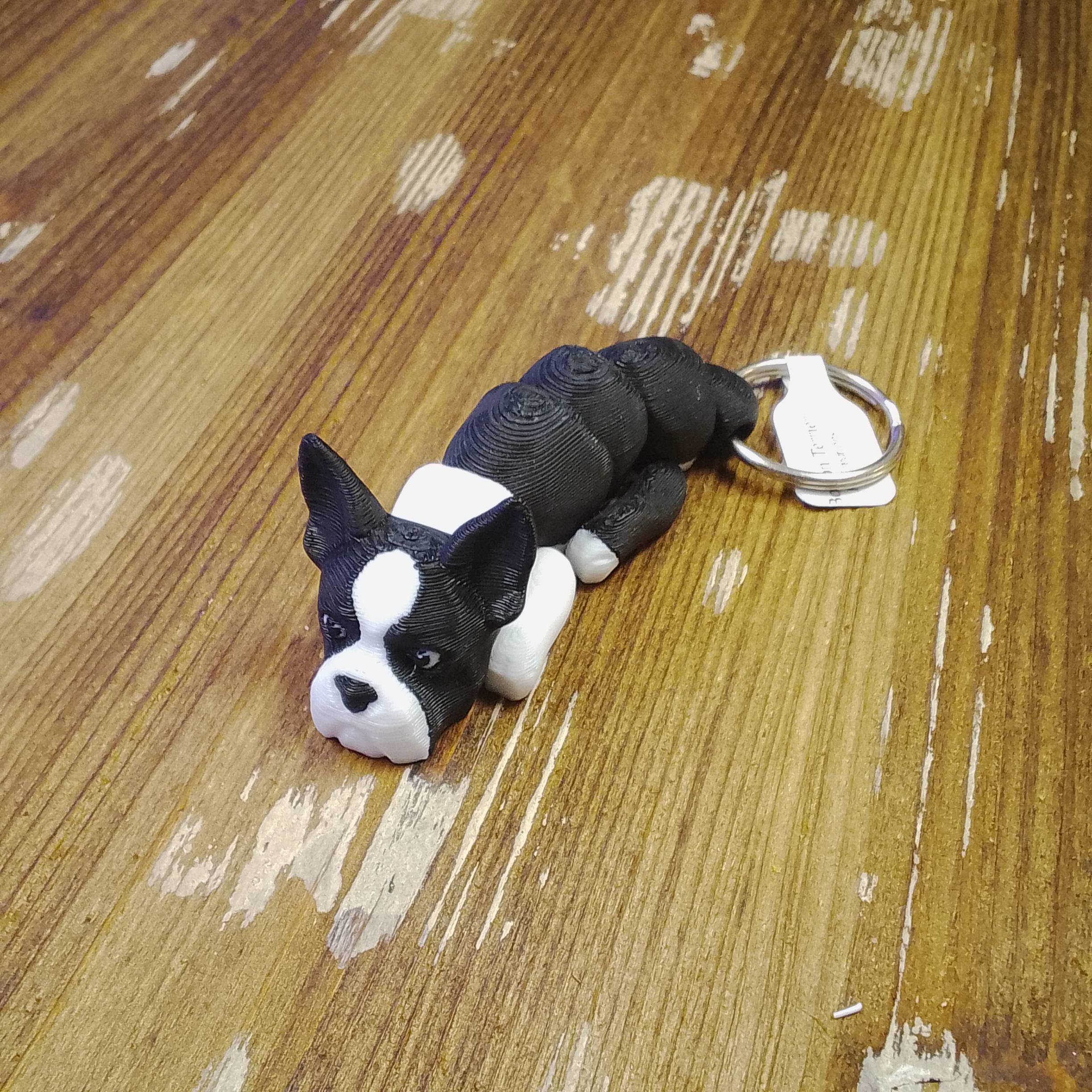 Boston Terrier