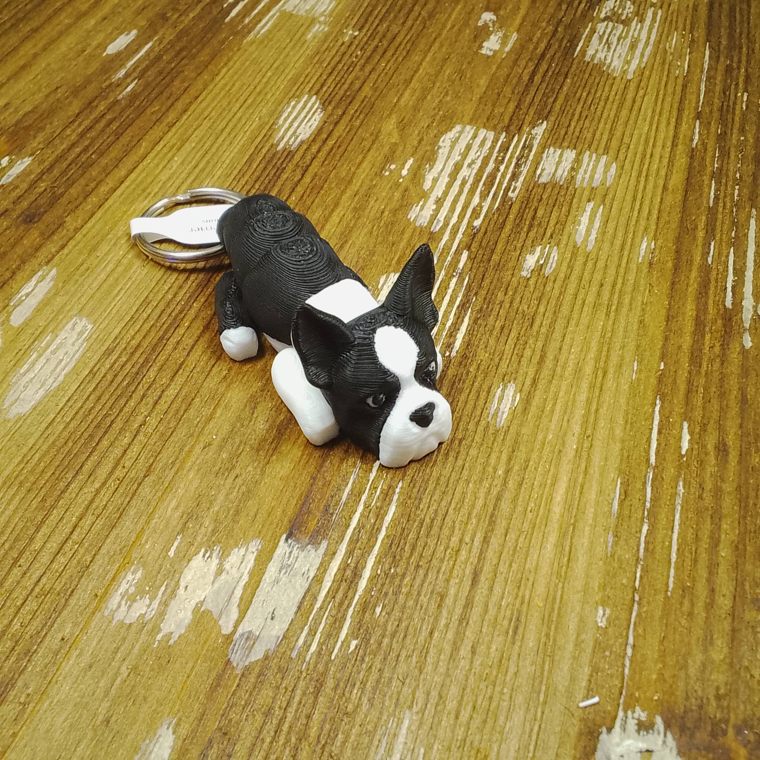 Boston Terrier - Image 4