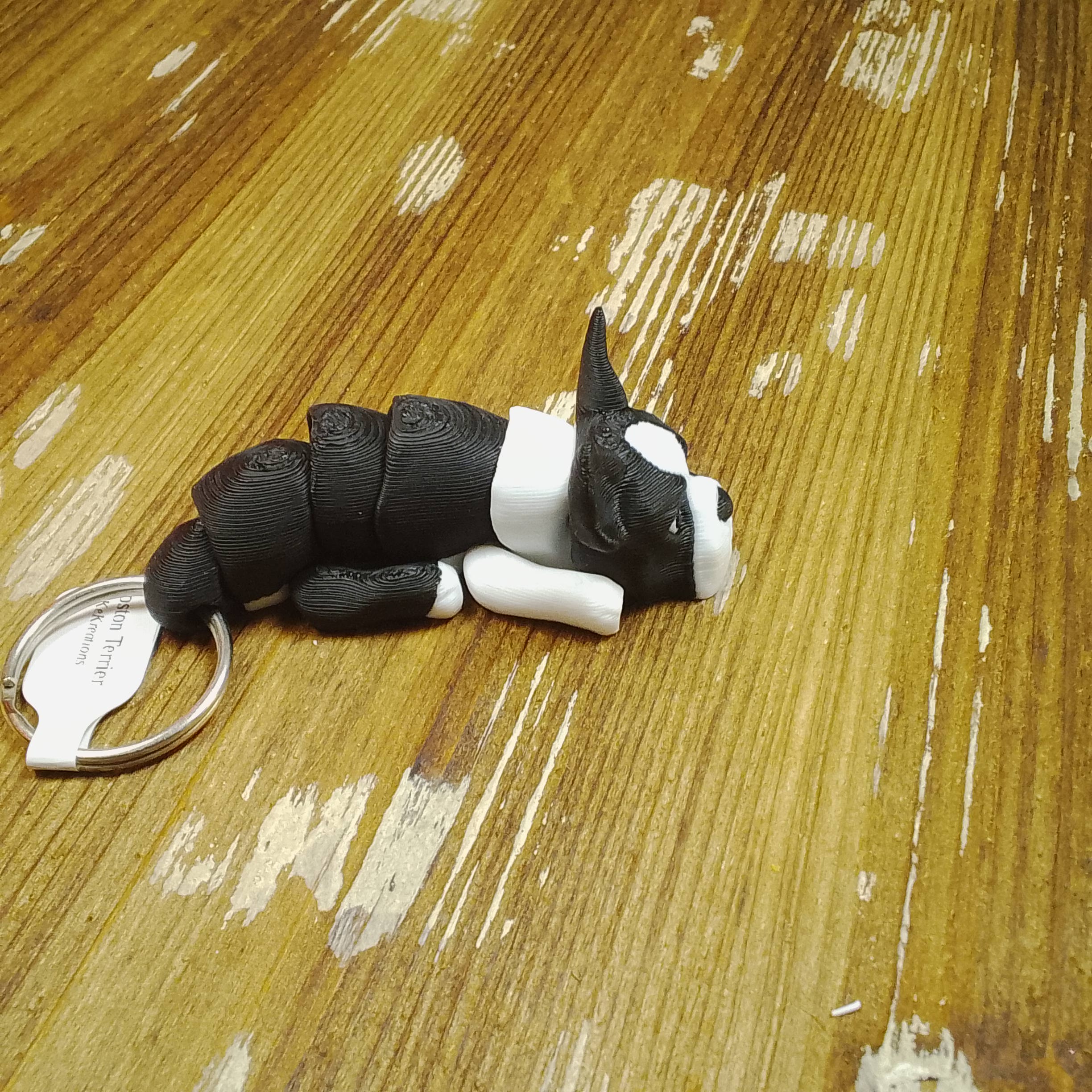 Boston Terrier - Image 3