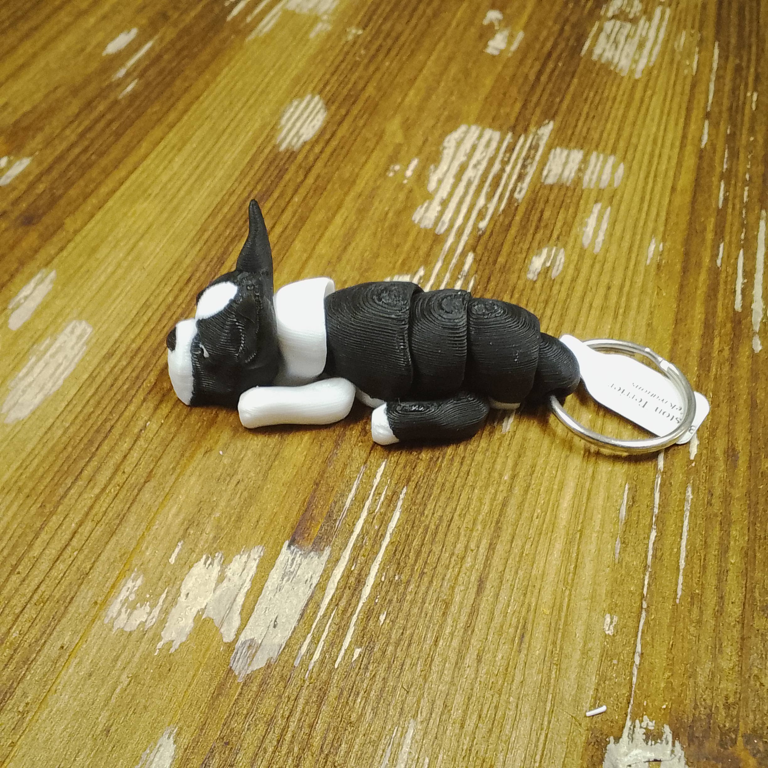 Boston Terrier - Image 2