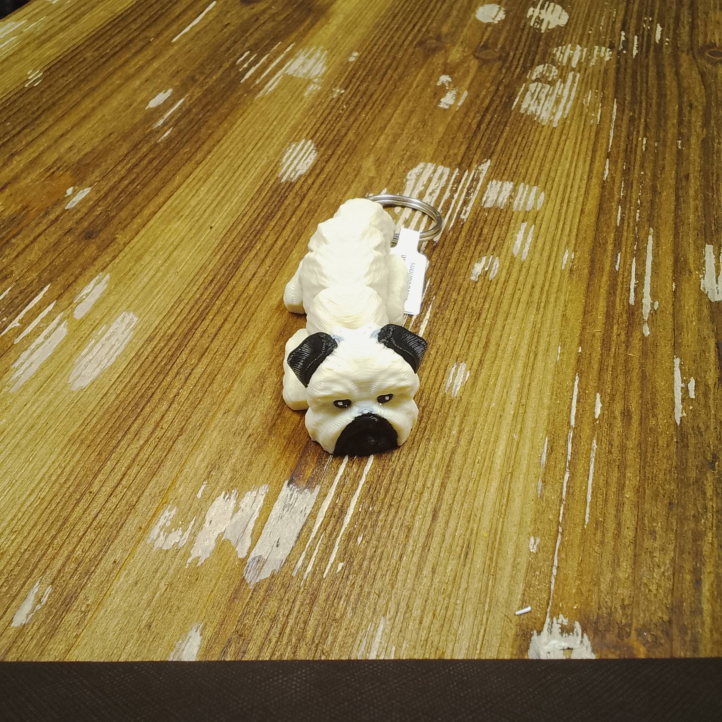 Brussels Griffon - Image 3