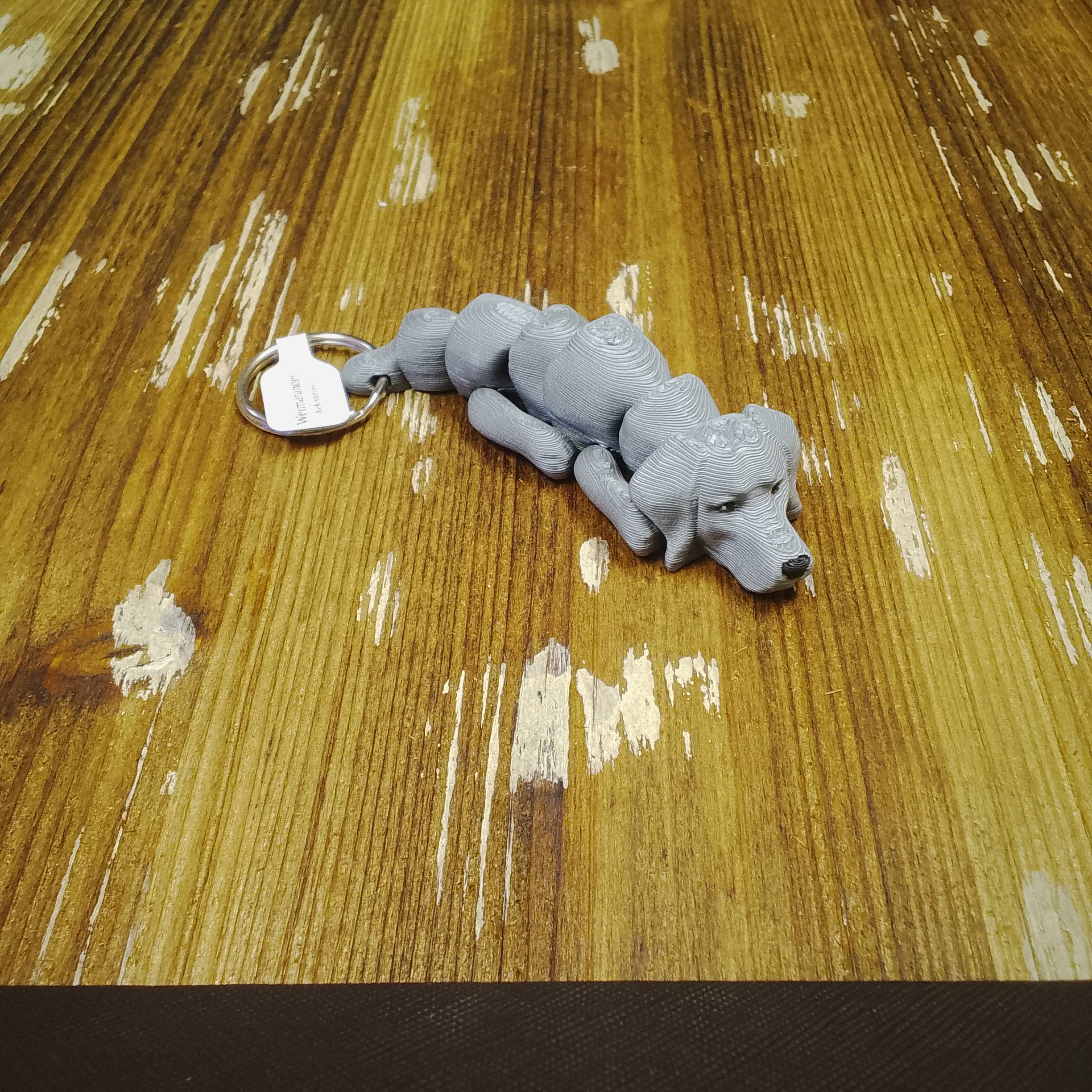 Weimaraner - Image 5